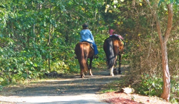 Horseback riding Cape Cod Rail Trail