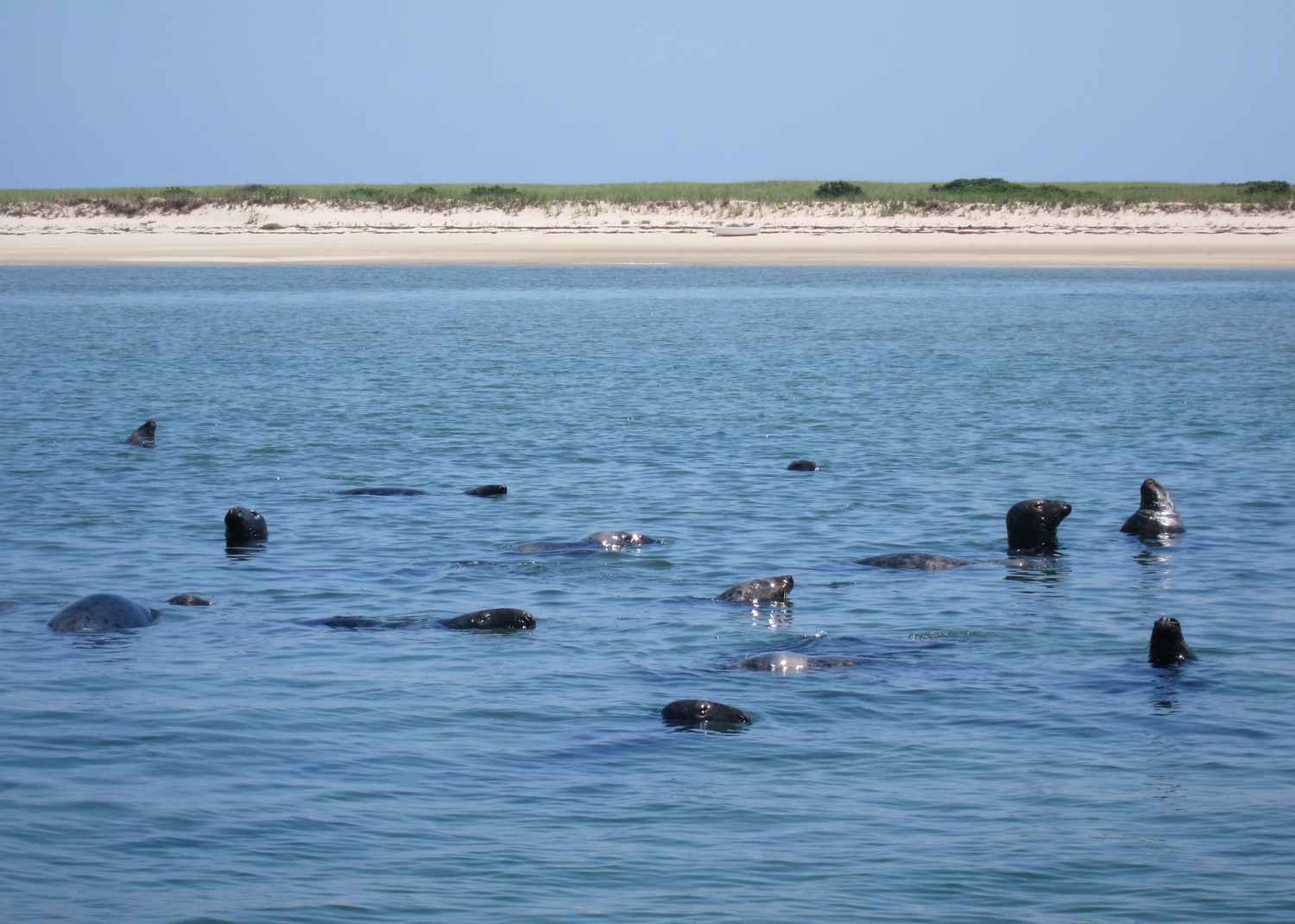 Seals - Chatham, Cape Cod