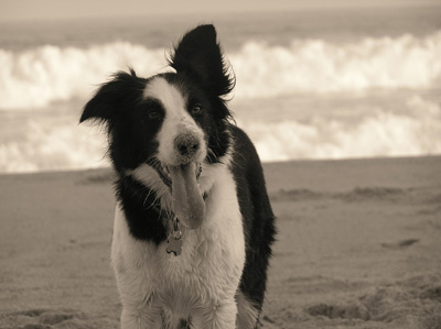 Dogs-on-Nauset-Beach-Orleans-Cape-Cod.jpg