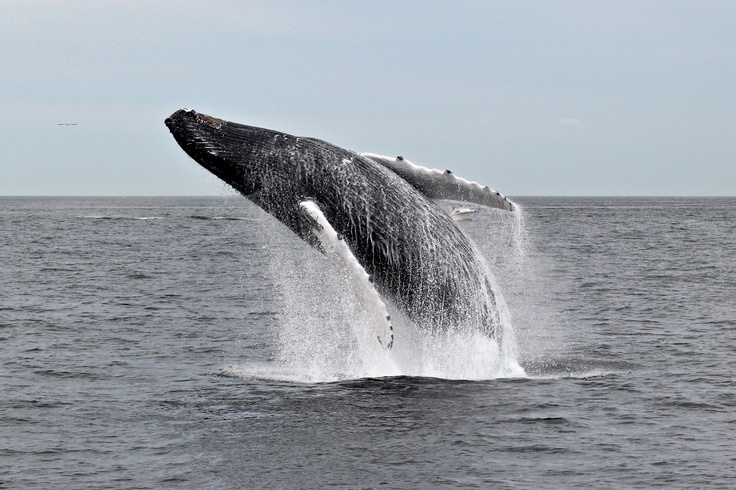 Sea Salt Charters -  Humpback Whale Spinning Breach