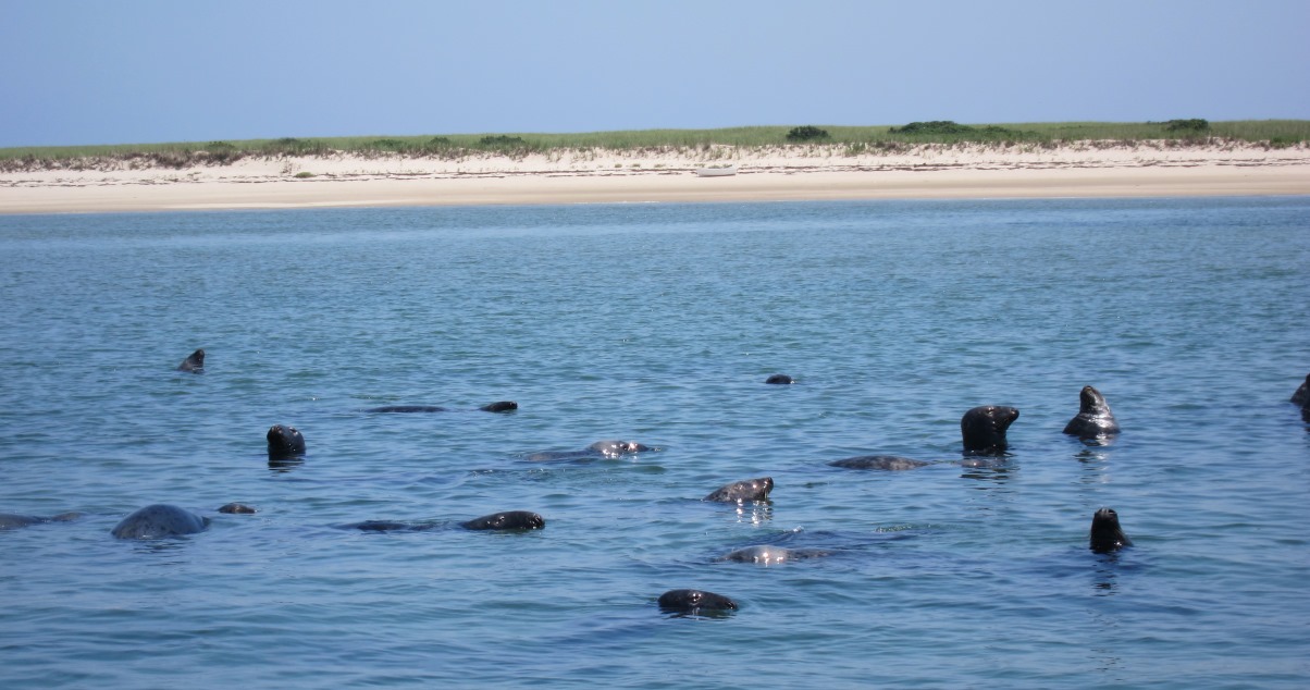 Chatham Seals at Lighthouse Beach