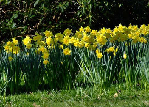 Cape Cod Springtime Daffodils