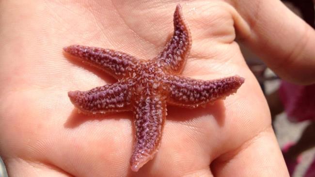 Find a starfish in a tidepool
