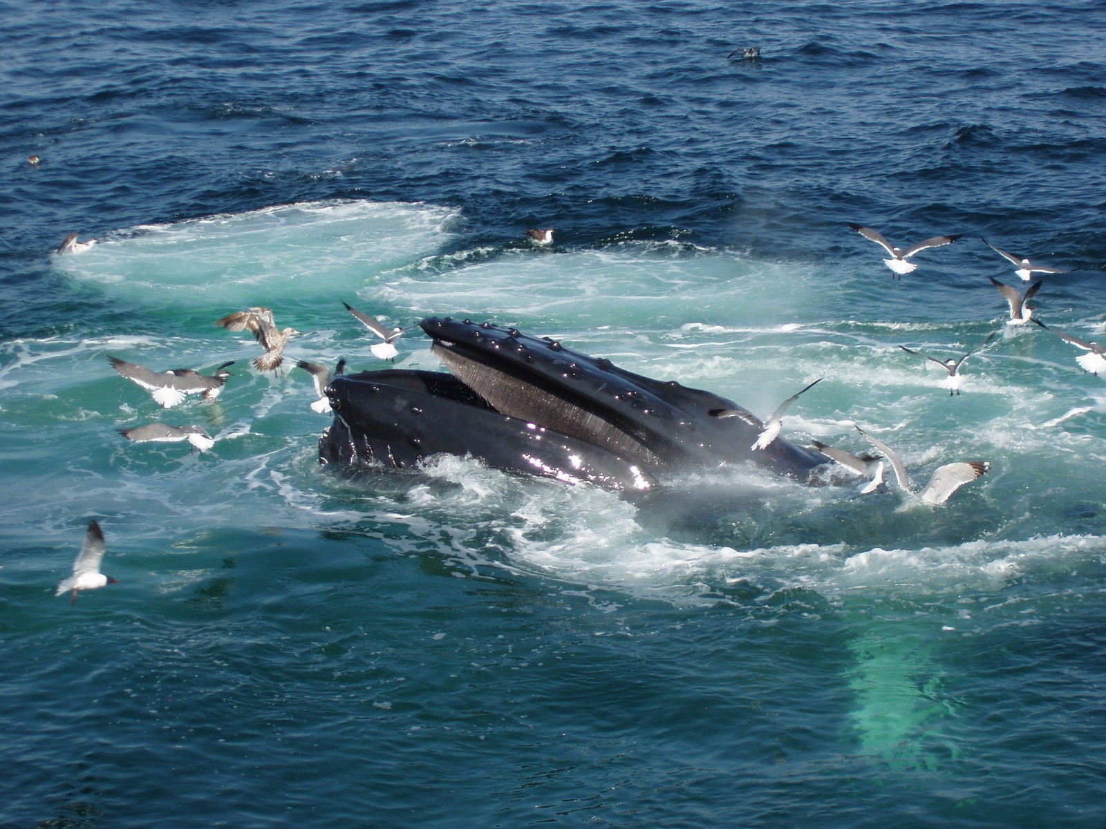 Whale Feeding